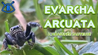 EVARCHA ARCUATA  l’araignée sauteuse [upl. by Nyledaj]