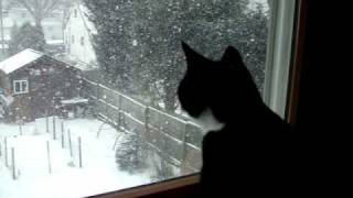 kitten watching the snow [upl. by Clayton]