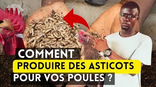 Comment Produire 100 Kg dAsticots Pour vos Poulets Chaque Mois [upl. by Alva]