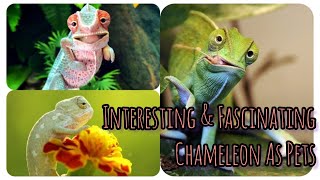 I am Getting a Pet Chameleon Exotic amp Fascinating WHY NOT  Amazing Cute Pets Bonding [upl. by Cathi214]