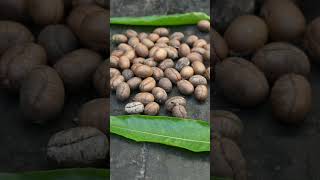 Polyalthia longifolia seeds  Ashokatreeseed Ayurveda viralshort [upl. by Nylatsirhc126]