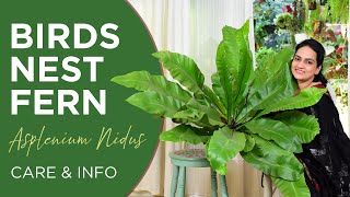 Birds Nest Fern Asplenium Nidus  Care and Info  Watering  Light  Fertilizer  Pests [upl. by Strep]