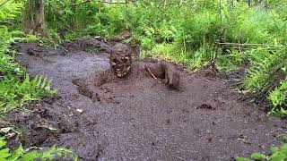 first day wrapup  Masurian Forest Bog 2024  Day 1  Take 8 [upl. by Annah]