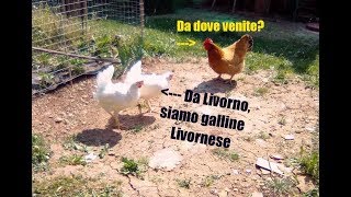 GALLINE LIVORNESI primo giorno nel nuovo pollaio di LIBERTA [upl. by Naenej]