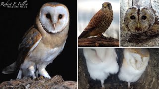 🔴 LIVE Tawny Owls🦉 Kestrels 🦅🥚  Buzzards Badgers🦡 amp More  From Ash Wood Yorkshire UK [upl. by Carrew]