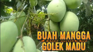 ALL MANGOES IN INDRAMAYU [upl. by Enibas]