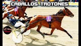 CABALLOS TROTONES Cuales son Los mejores caballos trotones [upl. by Quartus]