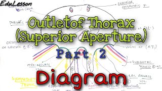 Outlet of Thorax Inferior Aperture 23  Diagram 🔥🔥  Thorax Anatomy [upl. by Atinit]