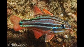 Sydney Cardinalfish  Apogon limenus [upl. by Deane]