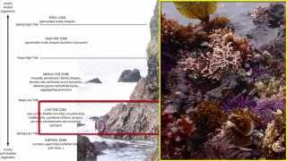 Benthos Intertidal Zone [upl. by Sakul]