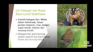 Geografi T3  Bab 8 81  Hutan Daun Luruh Sederhana amp Hutan Konifer [upl. by Llacam]