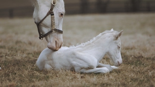 Rare White Foal a Patchen Wilkes Specialty [upl. by Ewald626]