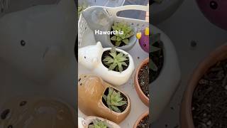 Propagate Haworthia garden plantpropagation [upl. by Ursala]