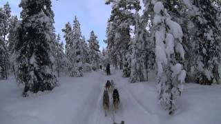 Kiruna Sweden Dog Sledding 6 Day Tour  Jukkasjärvi Wilderness Tours [upl. by Barret]