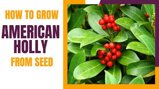 How to Grow American Holly from Seed [upl. by Ydoj]