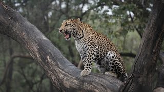 A Summary of Real Story Wild Animals Episode 41 The Man Eating Leopard of the Karandala [upl. by Deeyn]