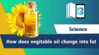 How does vegetable oil change into fat Hydrogenation of Vegetable Oil [upl. by Robenia]