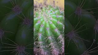 Echinopsis spachiana sorts videography viralvideo [upl. by Norahc]