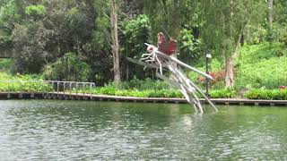 Singapore An Evening Walk  Gardens by the Bay Bay South 31 October 2024 [upl. by Yesoj997]