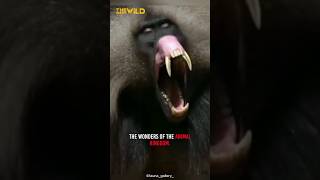 Gelada Baboon  the bleedingheart monkey [upl. by Tnomed]