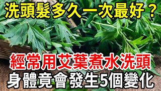 艾葉煮水洗頭，比幾百一瓶的洗髮水效果更好？居然還有這5大養生功效，知道就是賺到！【中老年講堂】 [upl. by Neelrihs]