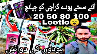 Cheapest Nursery in karachi  Plants nursery in karachi  Karachi nursery plants [upl. by Flinn512]