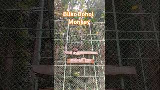 Bilar Bohol Monkey [upl. by Curzon]