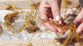 Washing and Drying Goldenseal [upl. by Sauer]