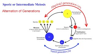 تقسیم سلولی مایوزیس یا میوز Meiosis [upl. by Cyrus947]