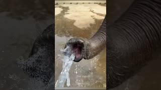 Elephant Drinking Water 😍 [upl. by Ynnahc]