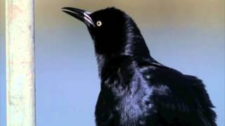 GREATTAILED GRACKLE CALLS [upl. by Ingelbert]