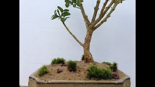 Boxwood Bonsai Tree from Shrub to Beautiful [upl. by Pape]