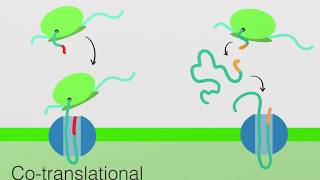 Endoplasmic Reticulum Protein Transport Cytoplasm to ER and ER to Cytoplasm [upl. by Lumbye323]