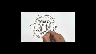 stomata diagram स्टोमेटा रंध्रका चित्र आसानी से कैसे बनाएं। [upl. by Gnad]