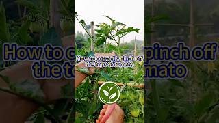 How to correctly pinch off the top of Tomato shortvideo garden youtubeshorts plants howto [upl. by Agle667]