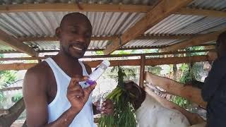 Deworming  How to deworm a goat using Ivermectin through an subcutaneous SQ injection [upl. by Yngad669]