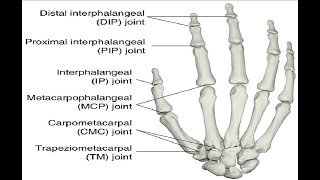 Two Minutes of Anatomy Metacarpophalengeal Joints MCP Jts [upl. by Aniret]