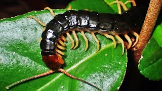 葉の上で寝るトビズムカデ Scolopendra mutilans （centipede、大百足） [upl. by Keiryt]