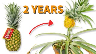 How To Grow A Pineapple Start To Finish [upl. by Aslam823]