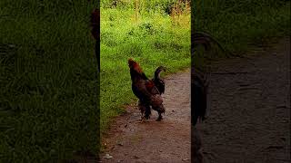 Beautiful Brahma rooster  Schöner Brahma Hahn [upl. by Anyela535]