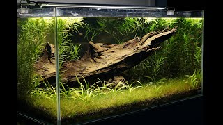 About 60 Galaxy Rasboras in a planted aquarium [upl. by Casilde]