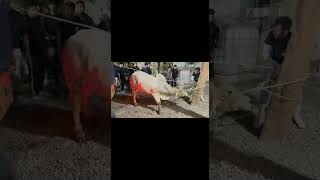 Bakrid 2022 brahman debarke par NELORE TEAM 🔥🔥 [upl. by Muryh147]