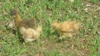 Silkie chicks [upl. by Elson]