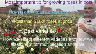 2 lakh roses in one frame 🌹 Bumper flowering 🌹 Kaise Gulaab ki care karein  Kisko follow karein [upl. by Akirret788]