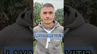 Lavare le viti dopo la vendemmia meccanica [upl. by Meelas]