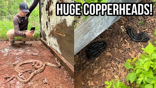 Finding HUGE Copperheads in Metro Atlanta Tin Flipping and Biking For Snakes in Georgia [upl. by Uriah]