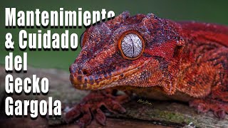 El Gecko Gargola Como Mascota Te enseño como cuidarlos [upl. by Chadbourne959]