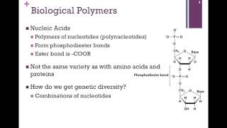 003Biological Polymers [upl. by Ahseryt]