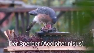 Der Sperber Accipiter nisus frisst eine Elster Falke Elster Beute [upl. by Schlessel]