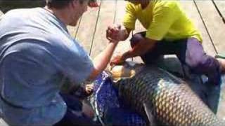 SURfishing quotCatching a 90 lbs Giant Siamese Carpquot [upl. by Eitra]